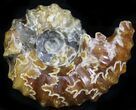 Polished, Agatized Douvilleiceras Ammonite - #29294-1